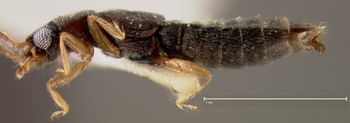 Media type: image;   Entomology 27482 Aspect: habitus lateral view